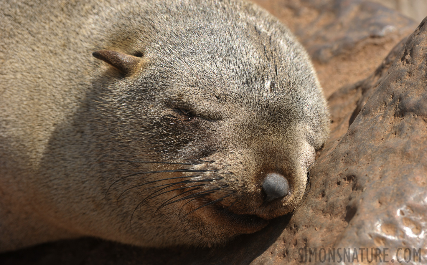 Arctocephalus pusillus pusillus [400 mm, 1/160 sec at f / 10, ISO 200]